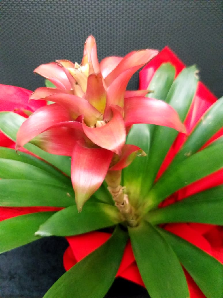 Bromelia de sapato цветок фото