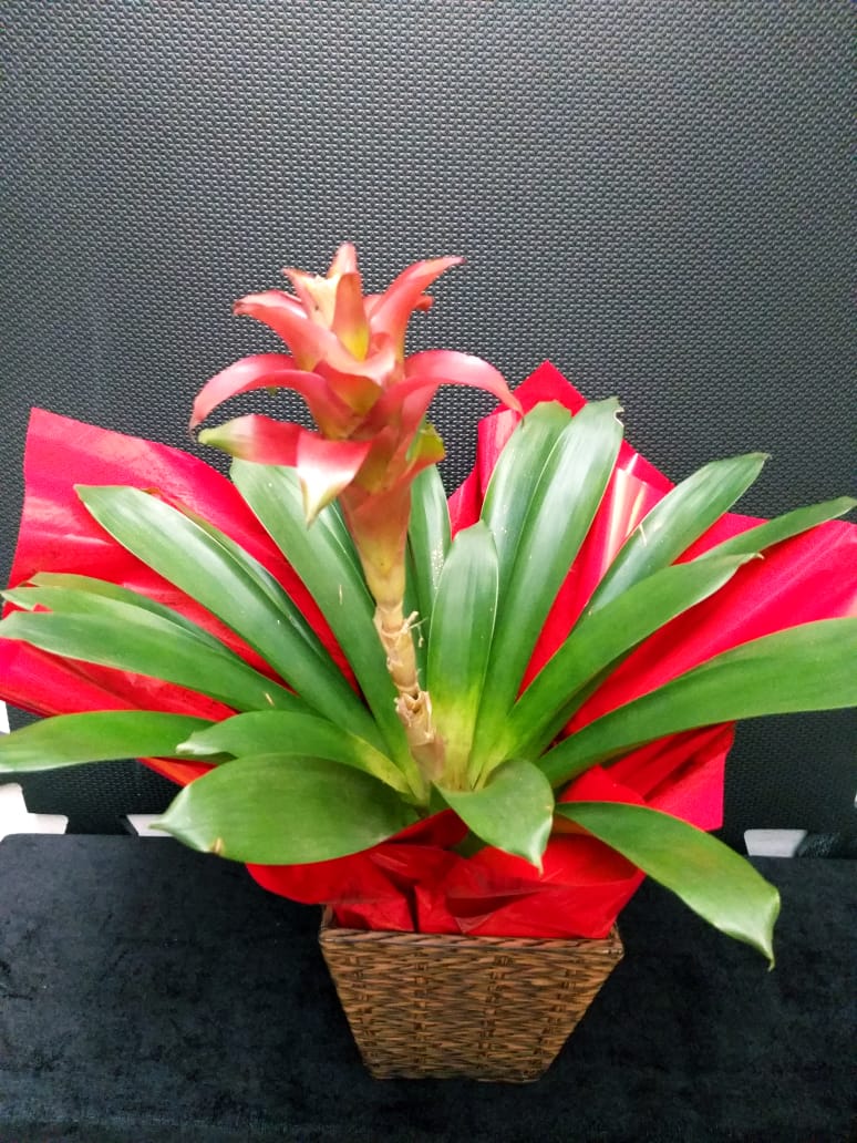 Bromelia de sapato цветок фото